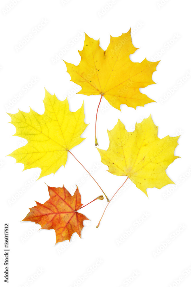 maple leaves maple leaves