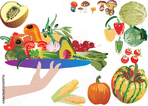 Fototapeta Naklejka Na Ścianę i Meble -  different ripe vegetables illustration