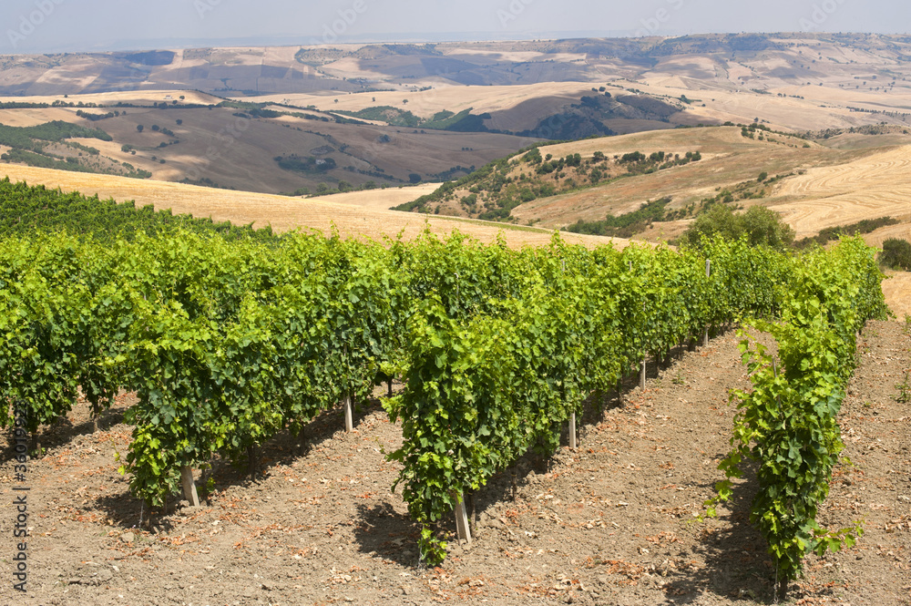 Landscape in Basilicata (Italy) near Forenza at summer: vineyard