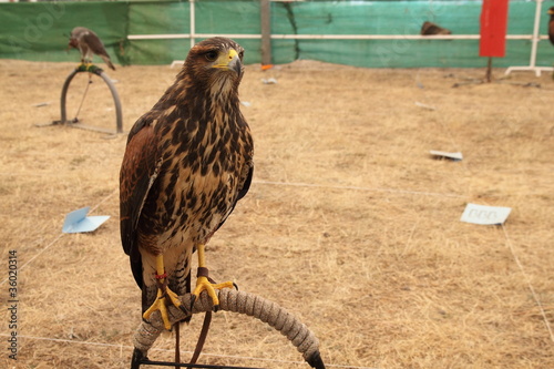 Harris, Águila de Harris, Parabuteo unicintus. photo