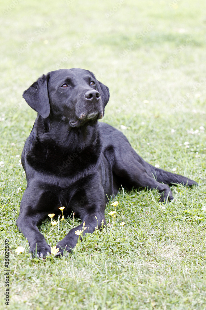 Schwarzer Labrador Retriever