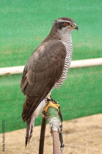 Azor. Accipiter gentilis. photo