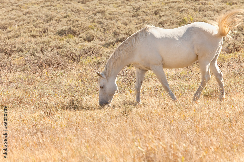 Naklejka premium White Horse