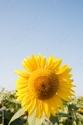 big yellow sunflowers.