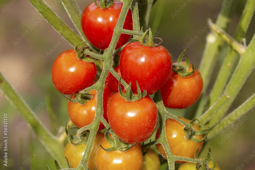 Frische Freiland Bio-Tomaten am Strauch