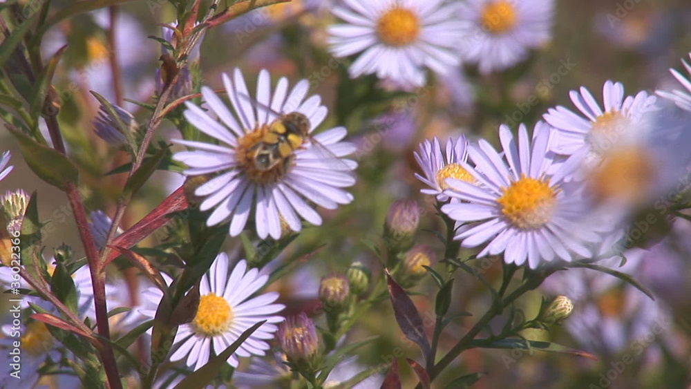 Bees pollinate the daisies Bees pollinate the daisies