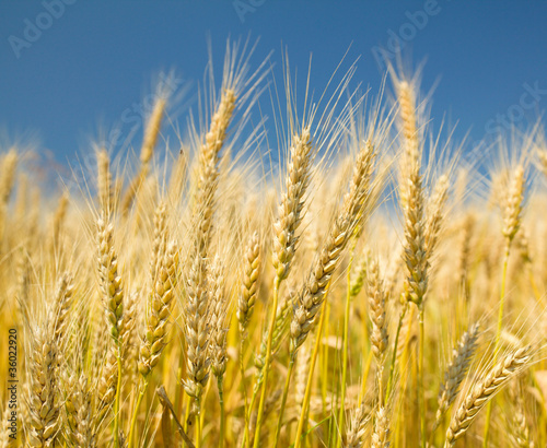 Ripe wheat on a blue sky