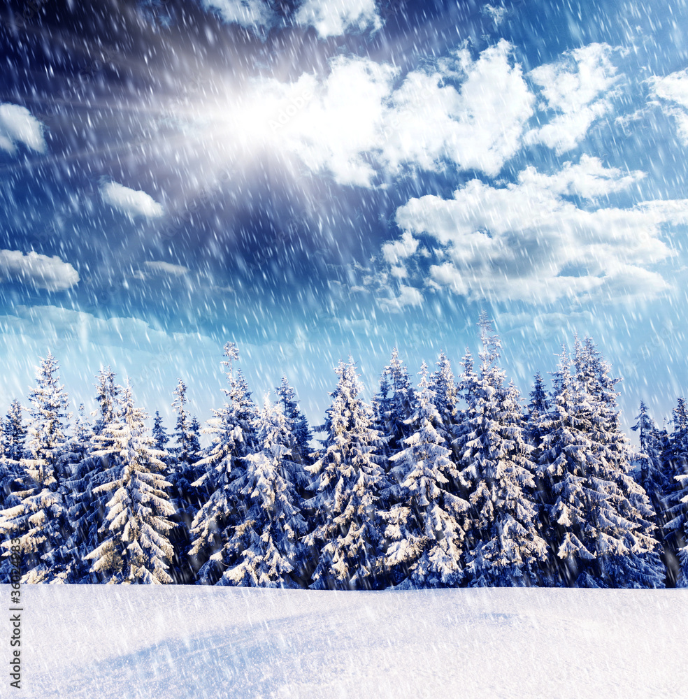 Fototapeta premium winter