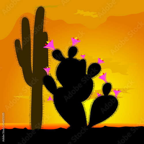 cactus with pink flower
