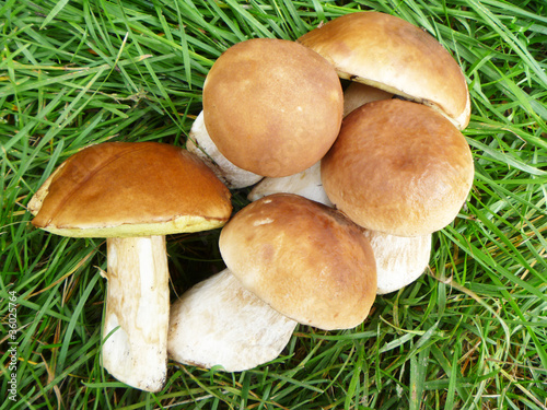 Белые грибы на траве