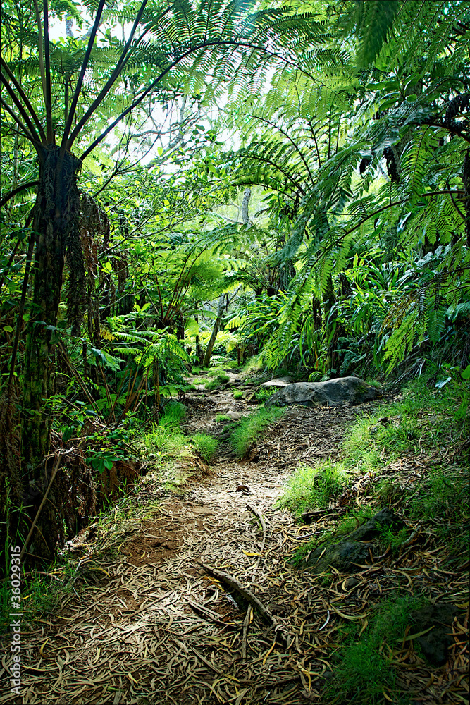 Sentier en forêt tropicale humide - Réunion Sentier en forêt tropicale humide - Réunion