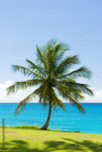 palm tree and Caribbean Sea  Barbados