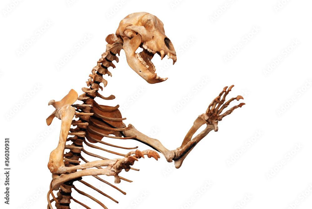 Fototapeta premium szkielet ursus spelaeus