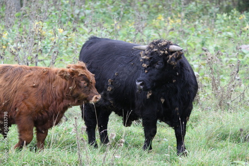 Highland Type Cattle