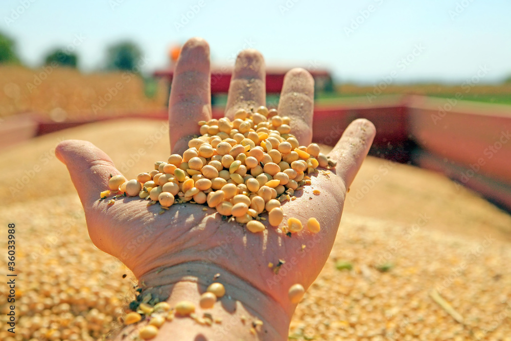Fototapeta premium Soya harvesting