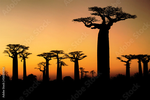 Canvas-taulu Sunset and baobabs trees