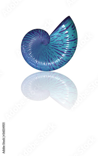 Sea Shell
