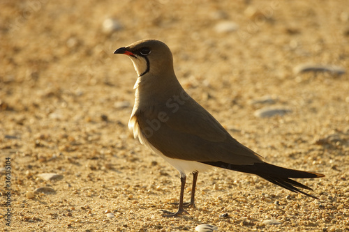 pratincole photo