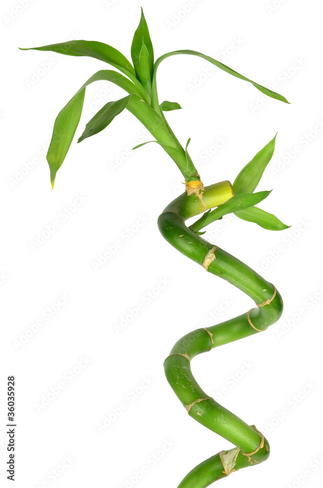 Lucky bamboo Lucky bamboo