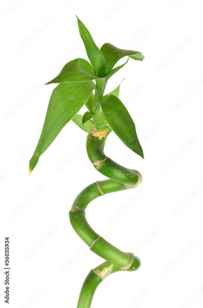 Fototapeta premium Lucky bamboo