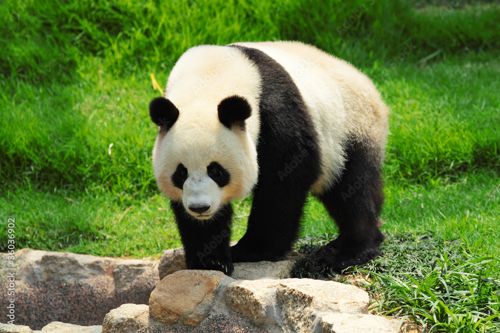 Fototapeta premium panda