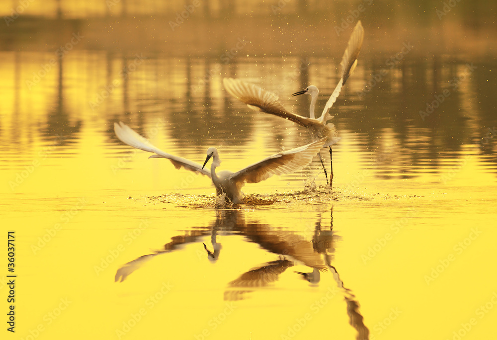 Fototapeta premium egrets play in sunset