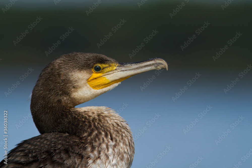 cormoran cormoran