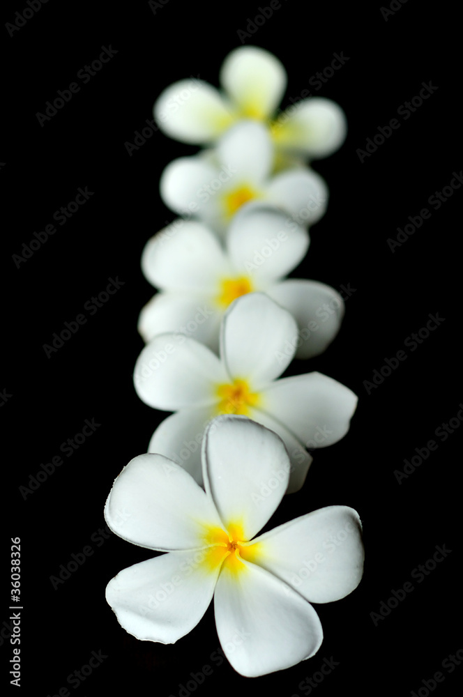 Plumeria Plumeria