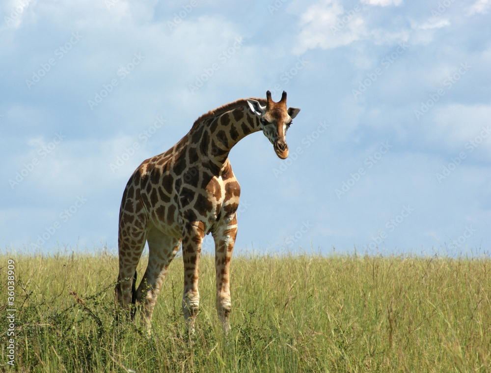 Obraz premium Rothschild Giraffe in african grassland