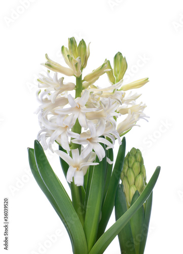 white hyacinth on white background