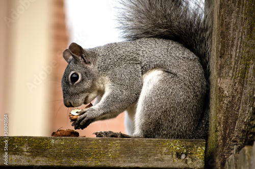 Grey Squirrel Eats a nut