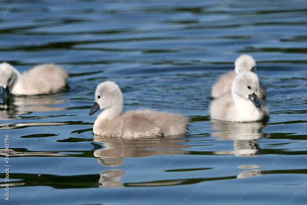 cygnets