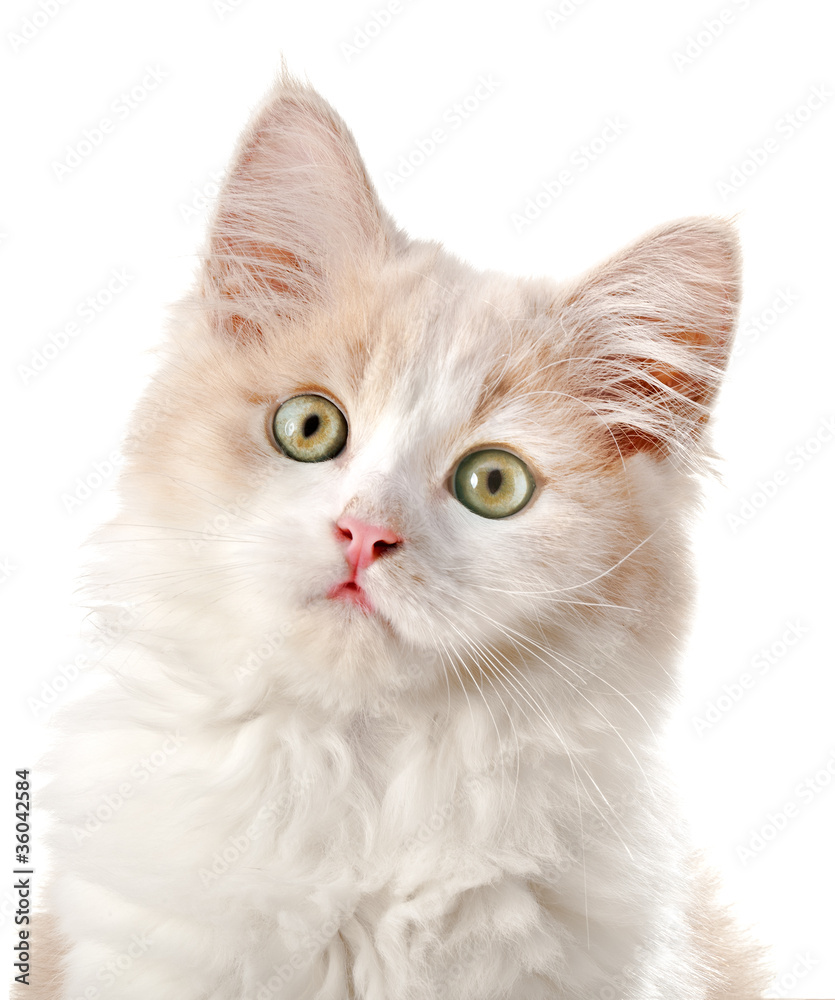 Little cat, isolated on a white background Little cat, isolated on a white background