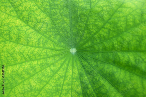 Close-up of a green leaf veins of lotus