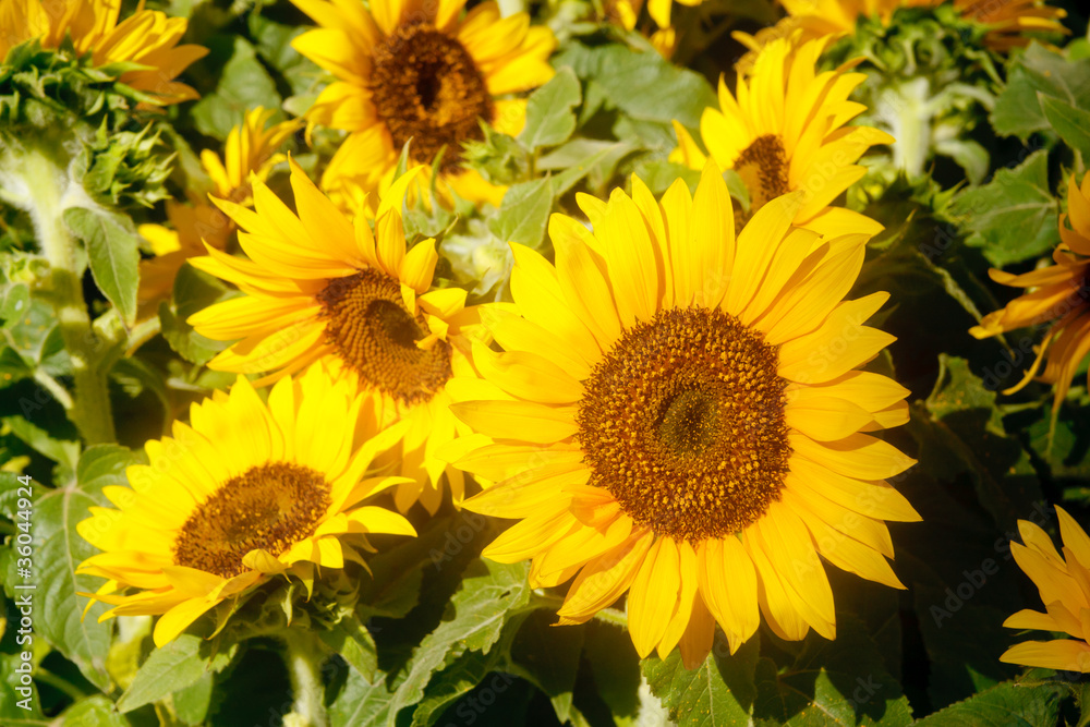 Fresh Blooming Sunflowers