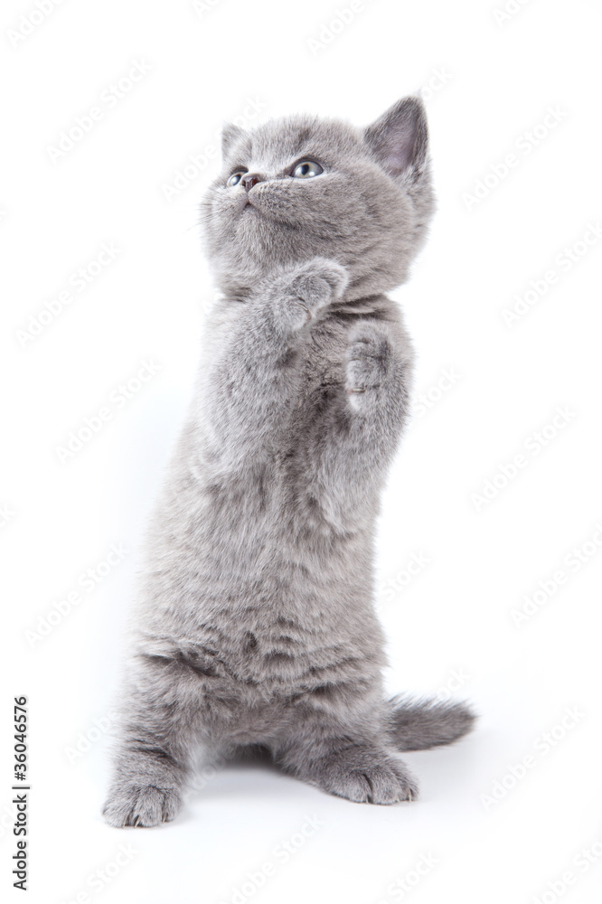 Fototapeta premium British kitten on white background