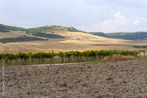 Between Puglia and Basilicata (Italy): Country landscape