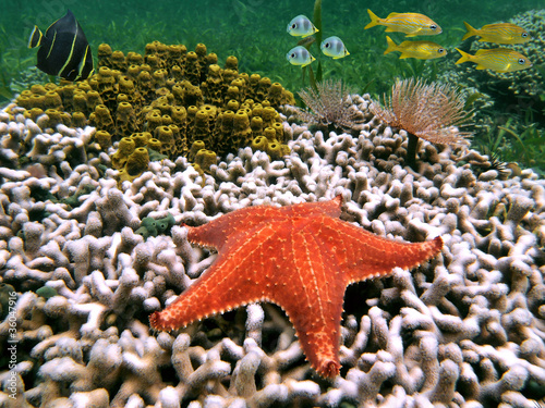 Underwater life on a coral reef of the Caribbean sea with a starfish, sponge, marine worm and tropical fish #36047916
