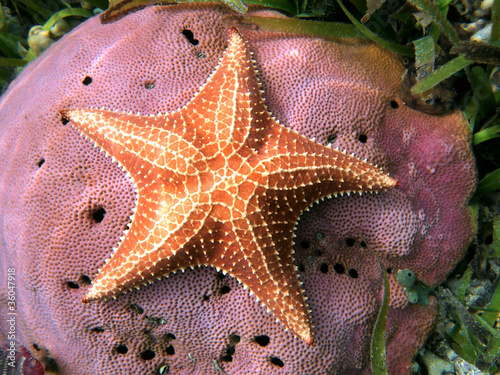 Underwater starfish, Oreaster reticulatus, over massive starlet coral in the Caribbean sea #36047918