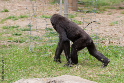 Chimpanzee