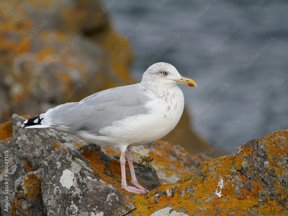 goeland sur un rocher goeland sur un rocher