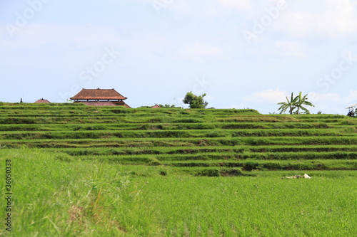 java, kalibaru