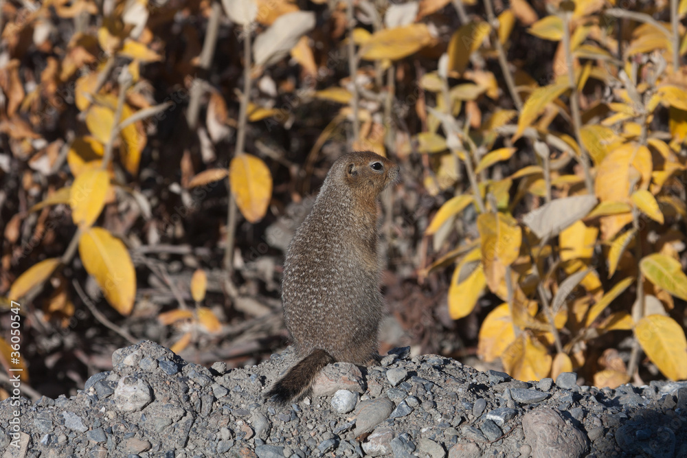 Obraz premium Arctic ground squirrel