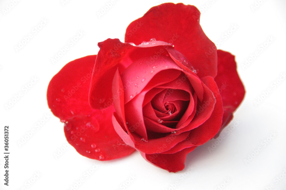Rose perlée Rose perlée