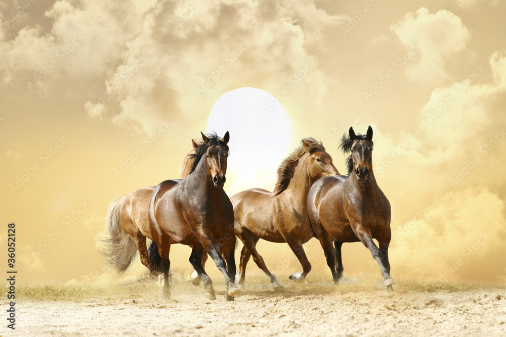 Fototapeta Galopujące konie o zachodzie słońca