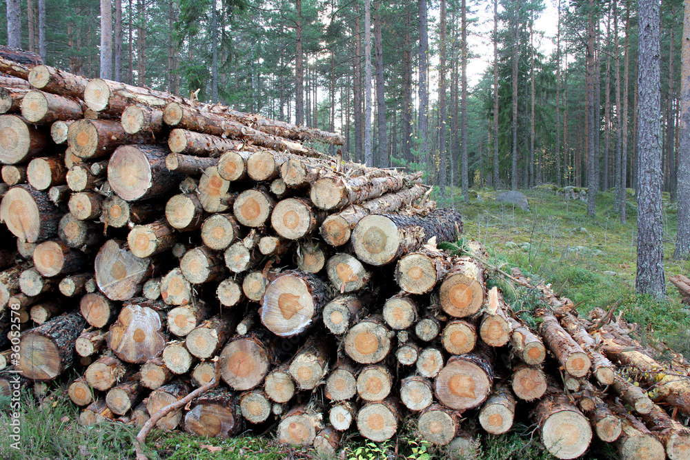 Stack of Pine Logs in Forest
