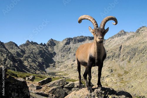 Macho montés en gredos © Juan Pablo Fuentes S