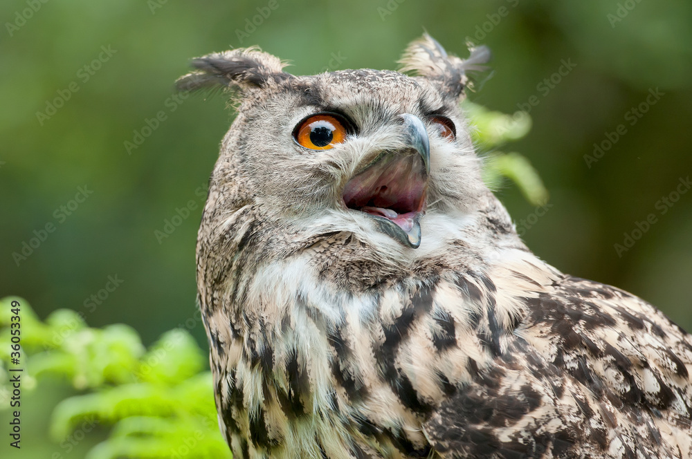 Obraz premium Wild owl with open beak