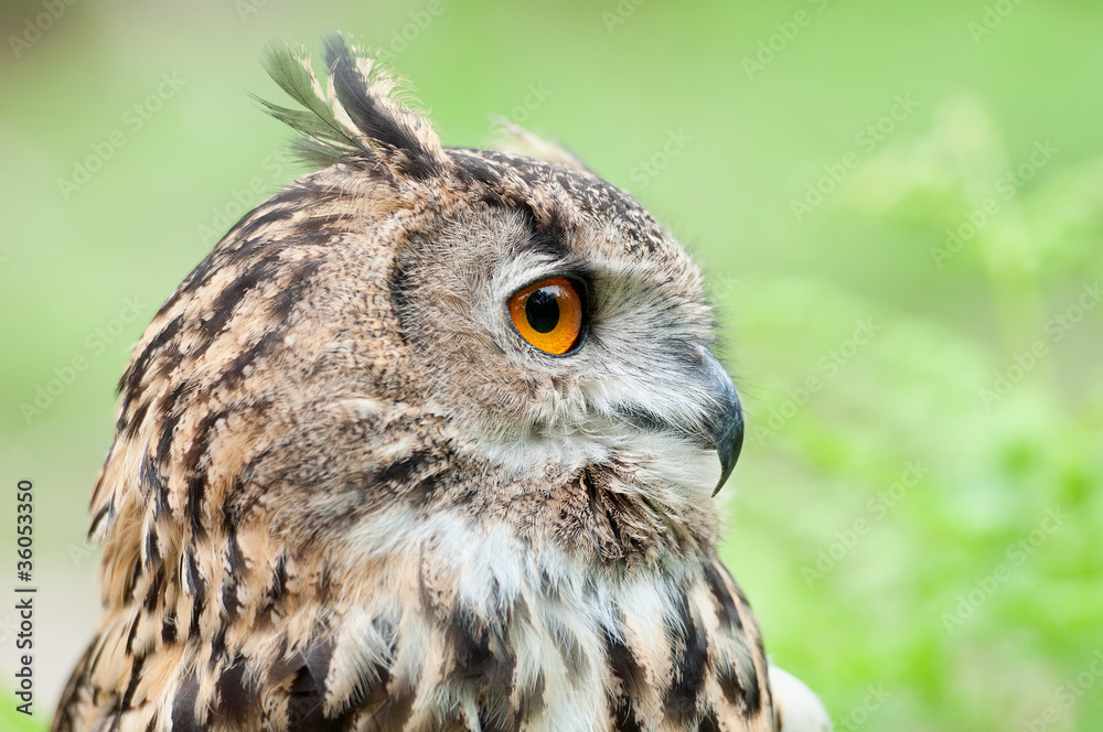 Beautiful owl Beautiful owl