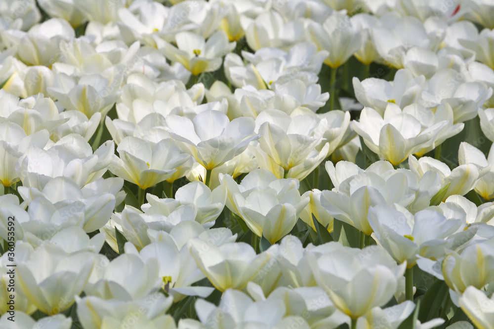 Tulpendecke Tulpendecke